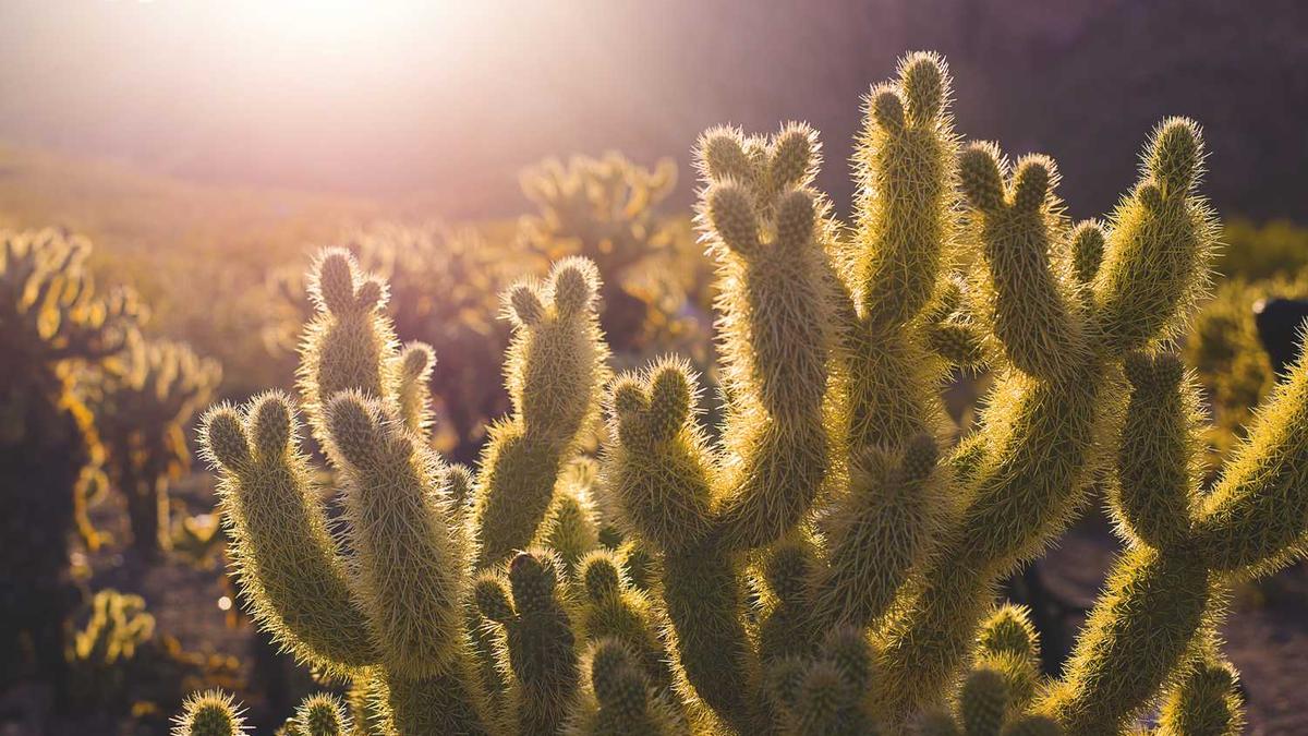 长春高新“惊现”断魂刀!10亿资金疯狂流出!大牛股要落幕了? - 长春高新股价连续6天下跌