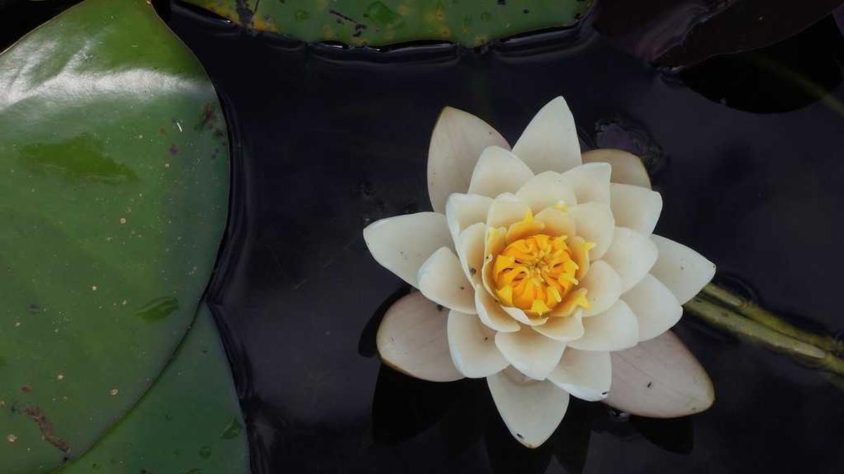 上海中医药大学推拿按摩培训班一个礼拜才学一天,三个月可以学会吗_百度... - 上海有没有学按摩的培训