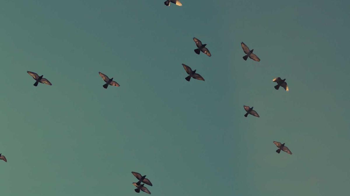 走为上策打一最佳动物是什么动物 - 合肥一市民家中爬进不明动物