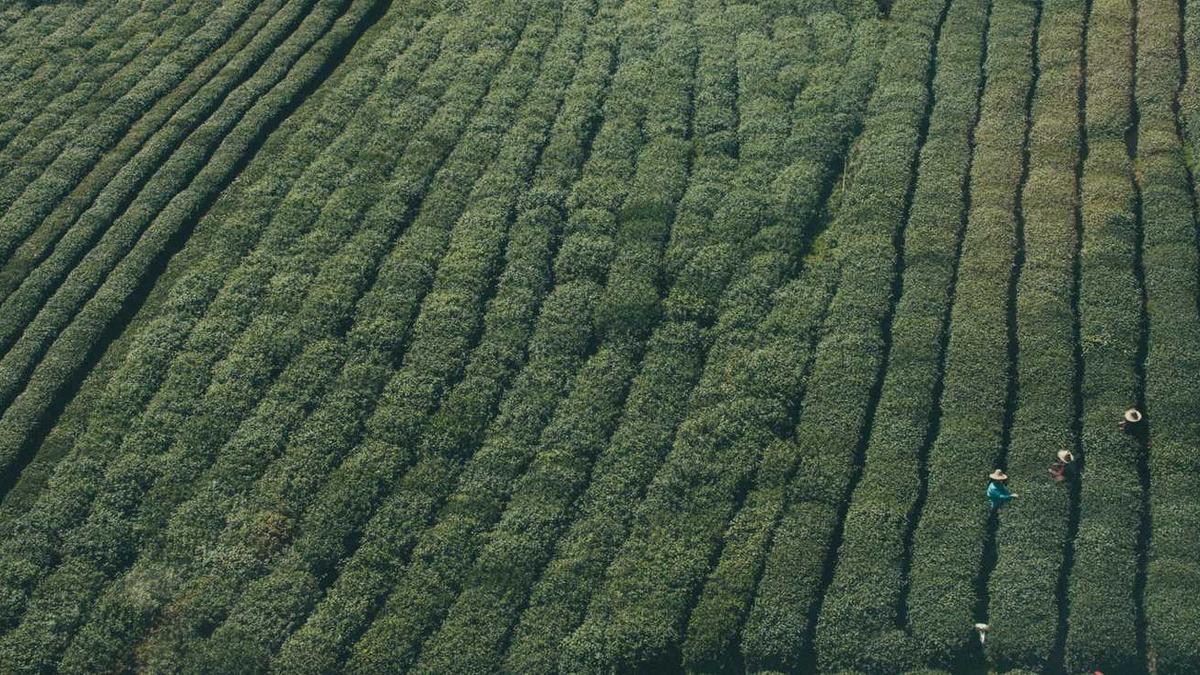 赫迁徙分布 - 白城枣强县