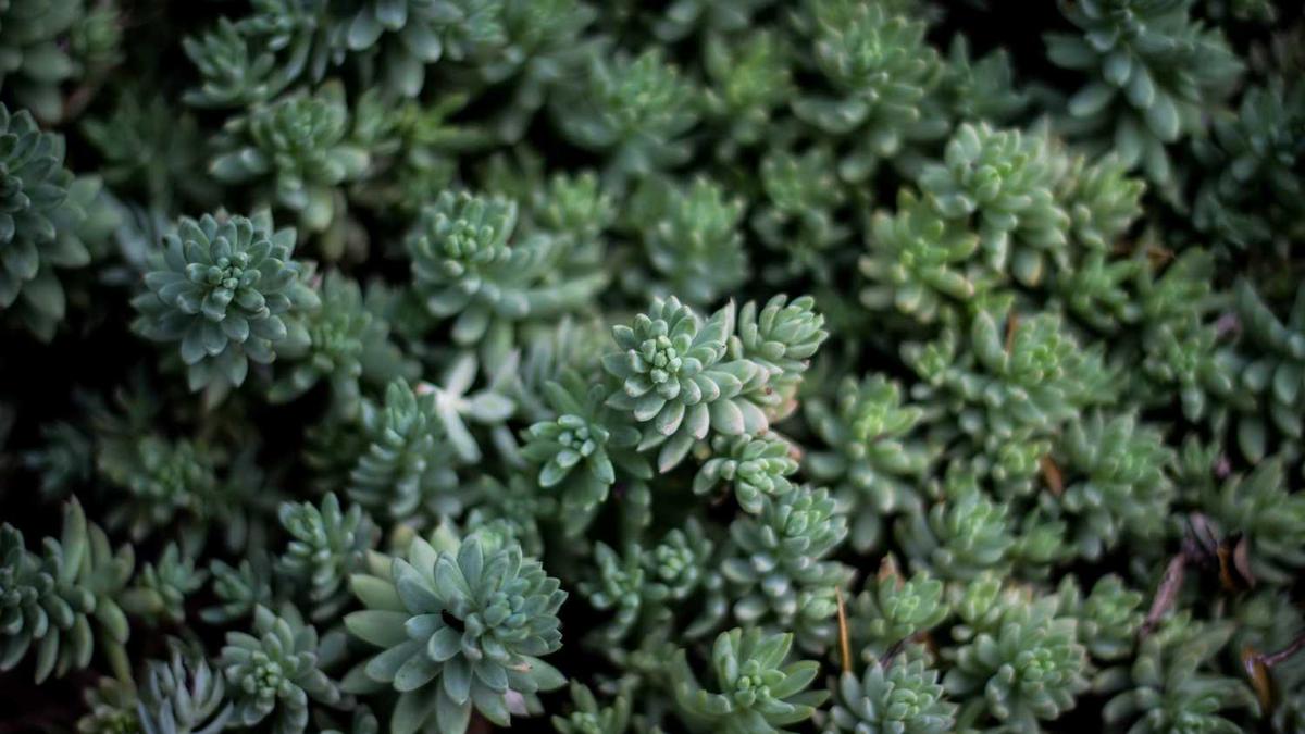 中国有多少地级市及所辖区县数量 - 白城枣强县