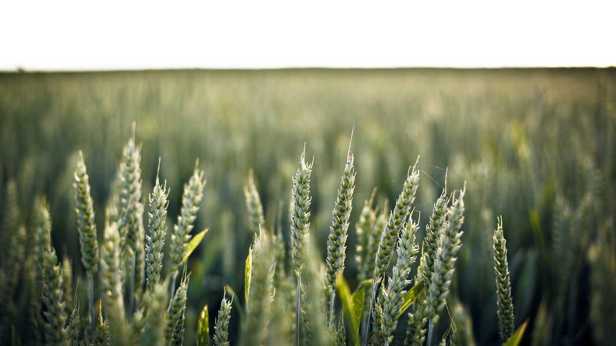 马鞍山中加双语学校怎么样?怎么收费? - 马鞍山理工学校运动会落幕