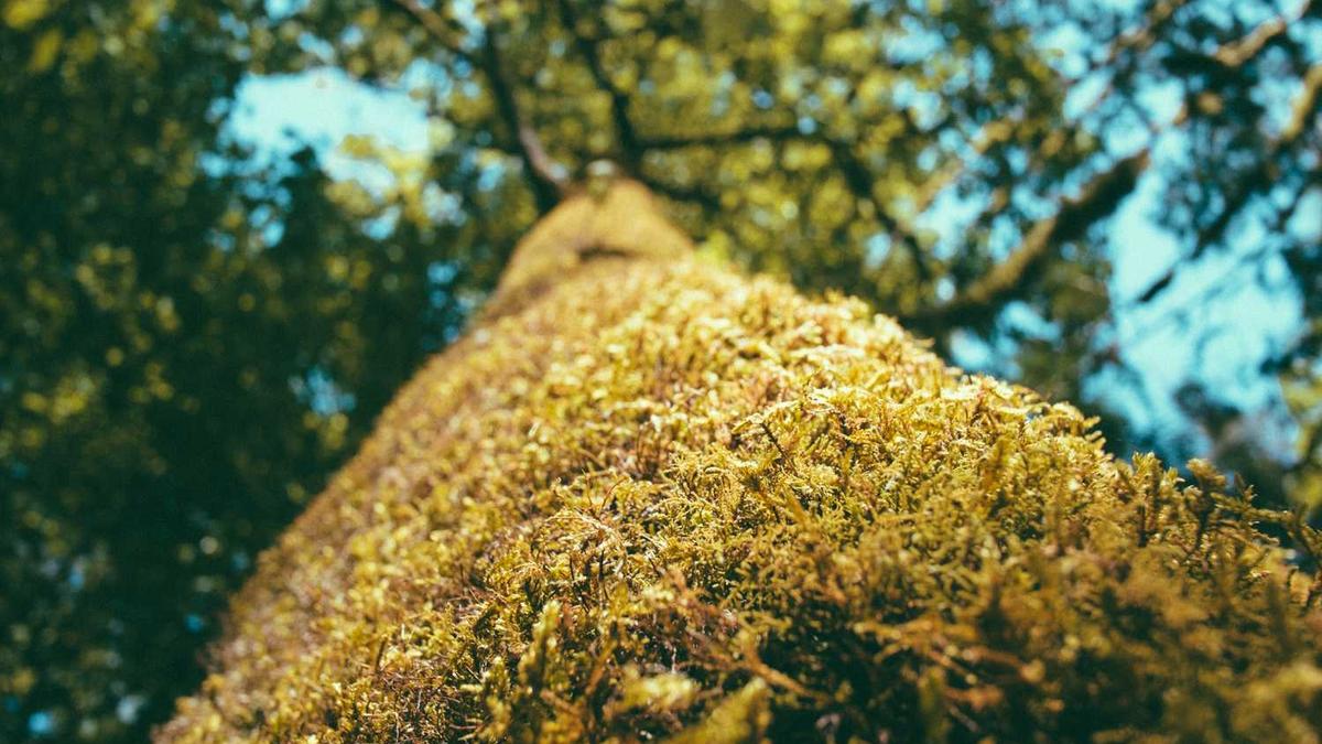 深圳新星是做什么 - 深圳新星