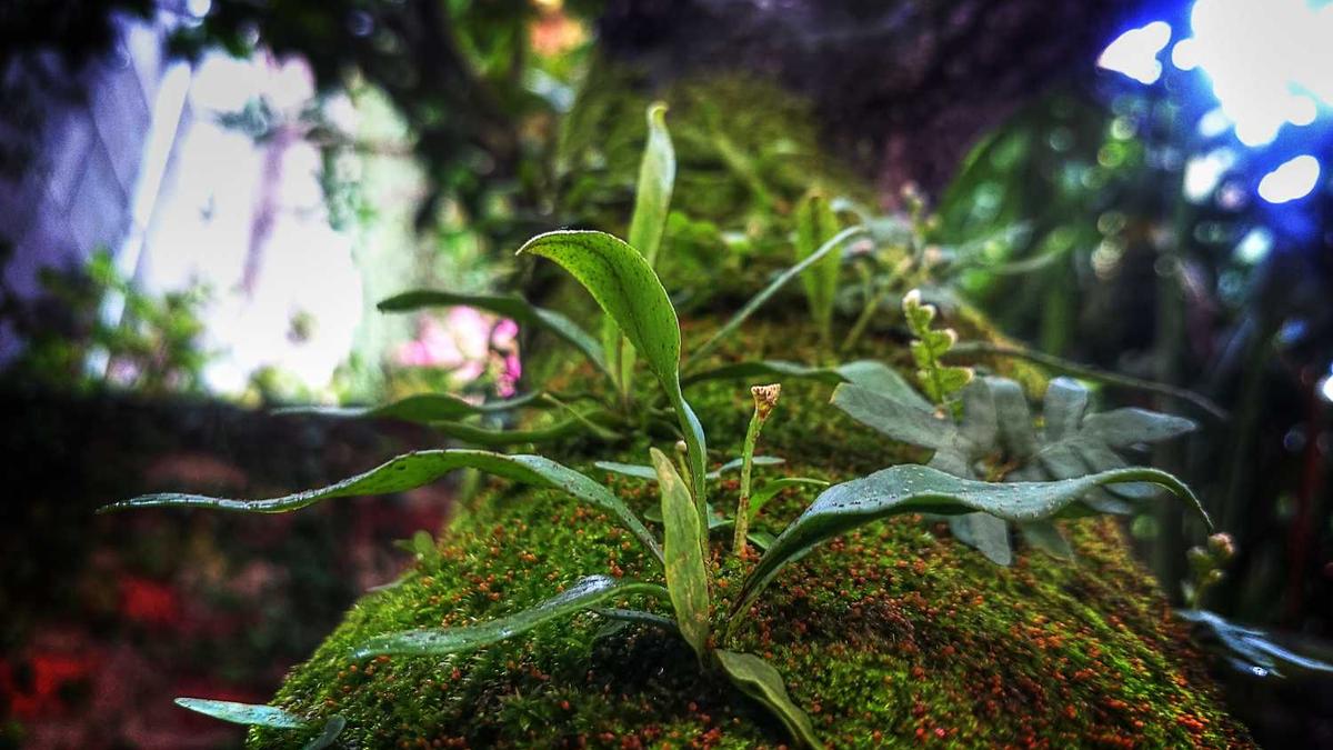 淮南王的淮南封土现今的哪里? - 淮南王