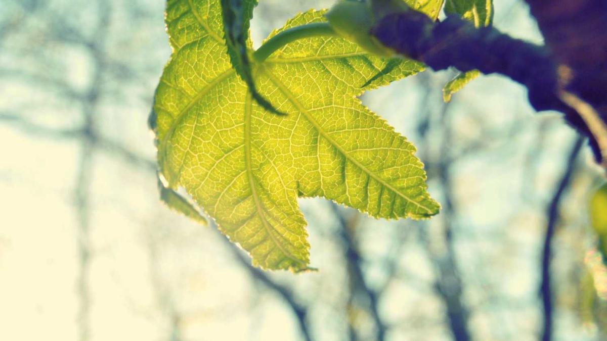 北京什么时候给气 - 北京朝阳区11月7日供暖试运行