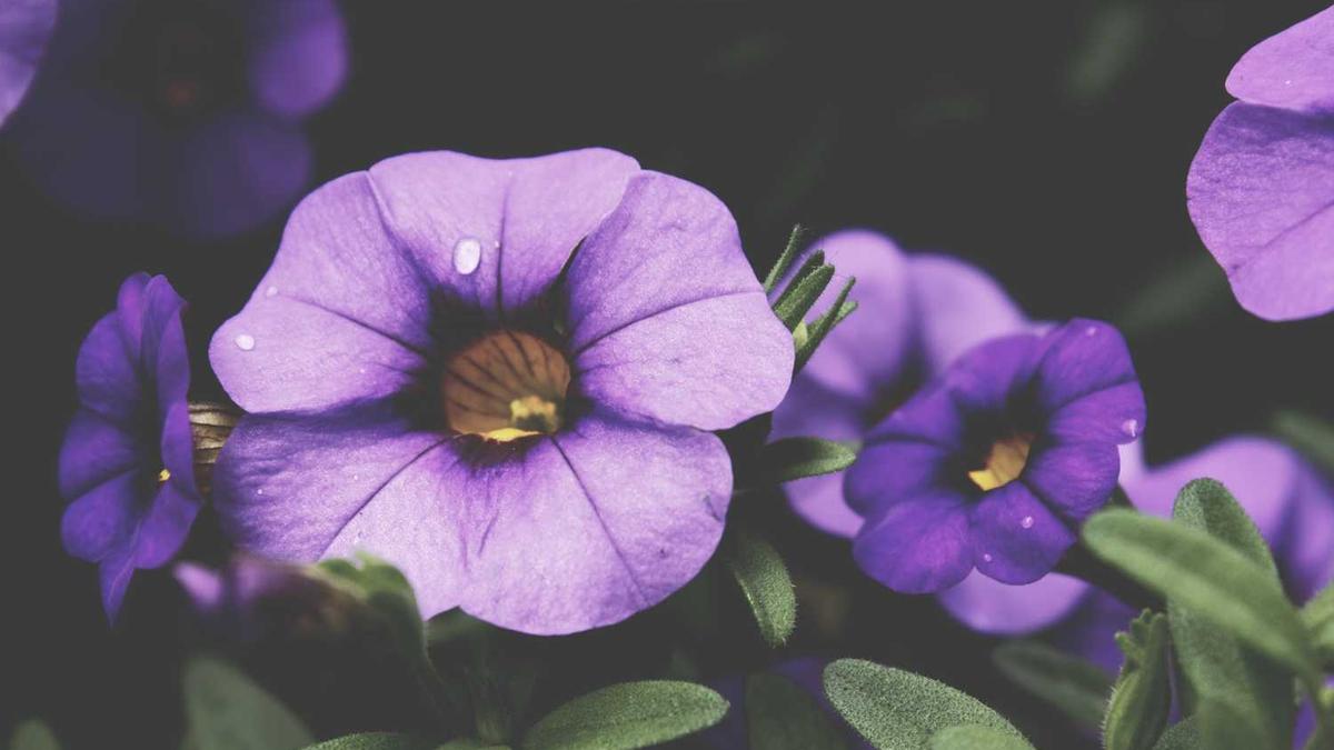 冠豸山的&quot;豸&quot;字怎么读 ,名字怎么来的?一生必须游玩一次的景区_百度知 ...